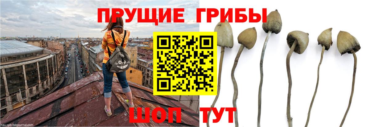 Наро-Фоминск  Псилоцибиновые грибы прущие грибы  Вход с VPN 